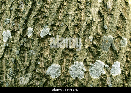 weiß Walnuss, Butternuss (Juglans Cinerea), Flechten auf der Rinde des Baumstammes Stockfoto