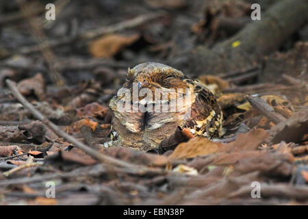 Alliierten Ziegenmelker (Caprimulgus Affinis), Porträt, Indien, Keoladeo Ghana Nationalpark Stockfoto