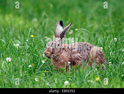 Feldhase (Lepus Europaeus), Wiese, Deutschland Stockfoto