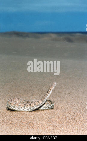 Die Peringuey Viper, Wüste vorwärtsschlängelnden Viper, Peringuey Addierer (Bitis Peringueyi), in der Wüste, Namibia, Swakopmund Stockfoto