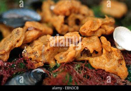 Breadcrumb-Schwamm, Krümel von Brot Schwamm (Halichondria Panicea) Stockfoto