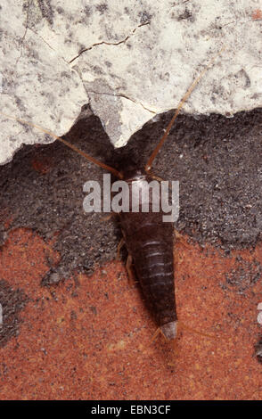 Silberfischchen (Lepisma Saccharina) Stockfoto