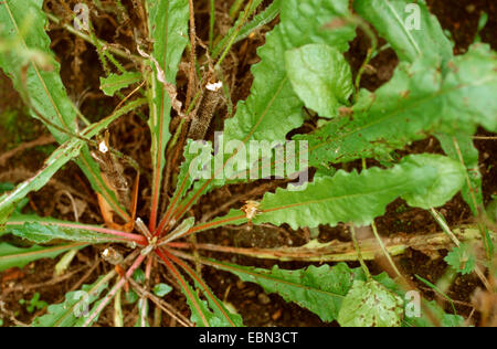 Habichtskraut Habichtsbitterkraut (Picris Hieracioides), Grundrosette, Deutschland Stockfoto