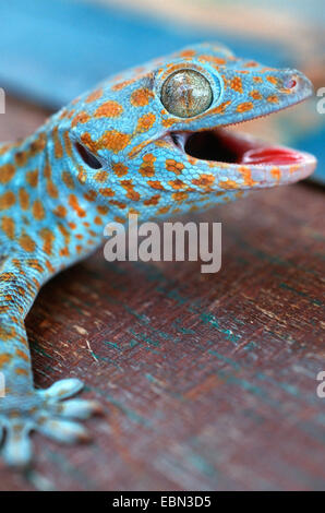 Tokay Gecko, Tokee (Gekko Gecko, Gecko Gecko), Portrait einer blauen und braunen Tier sitzen auf einem hölzernen Boden der gleichen Farben Stockfoto