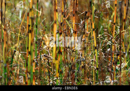 Wasser Schachtelhalm (Equisetum fluviatile), Sprossen, Deutschland Stockfoto