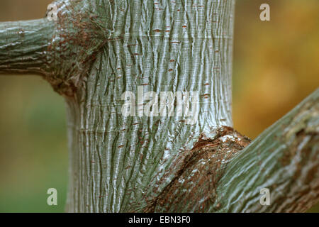 Striped Maple, Moosewood, Elch Ahorn (Aver Pensylvanicum), Rinde Stockfoto