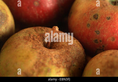 Apfelschorf (Venturia Inaequalis), auf Äpfel Stockfoto