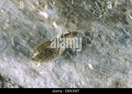 Staub-Laus (Lepinotus Patruelis), auf staubigen Boden Stockfoto