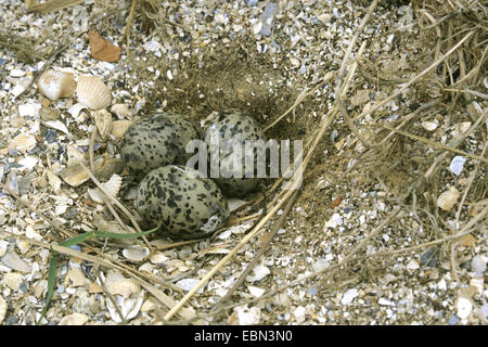 Küstenseeschwalbe (Sterna Paradisaea), Eiern auf dem Boden, Deutschland Stockfoto