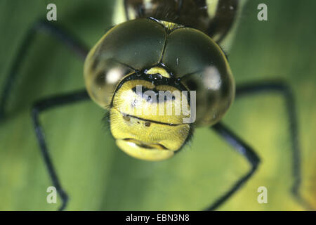 knapp Aeshna, Migranten Hawker (Aeshna Mixta), Porträt eines Mannes, Deutschland Stockfoto