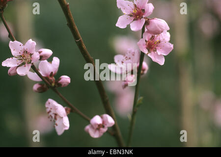 Pfirsich (Prunus Persica), blühende Zweig Stockfoto