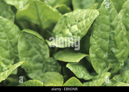 Sauerampfer, grüne Sauerampfer, rote Sauerampfer, der Sauerampfer, Garten-Sauerampfer (Rumex liegen), Blätter Stockfoto