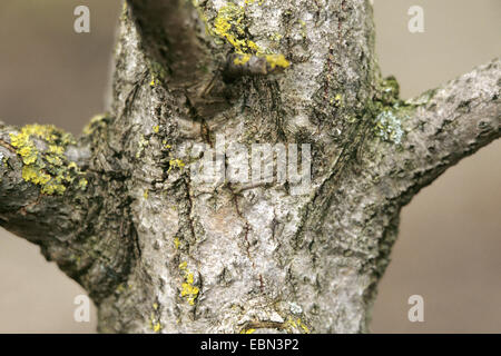 Europäische Espe (Populus Tremula), Rinde, Deutschland Stockfoto