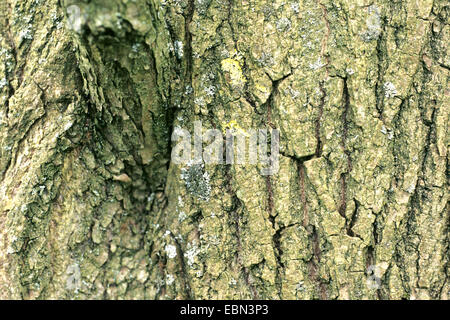 Wilsons Pappeln (Populus Wilsoniii), Rinde Stockfoto