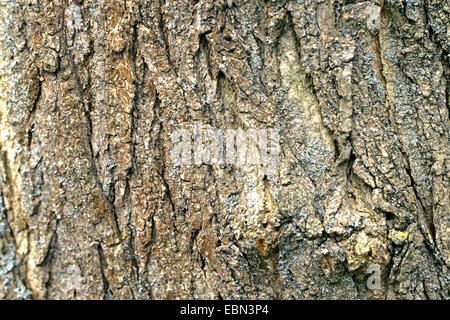 Japanische Pagode Baum (Sophora Japonica), Rinde Stockfoto