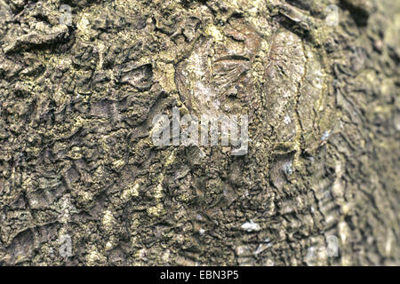 Baum des Himmels, Götterbaum (GГ¶tterbaum Altissima), Rinde Stockfoto