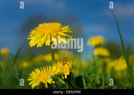 Löwenzahn (Taraxacum spec.), blühen Löwenzahn auf einer Wiese, Deutschland Stockfoto