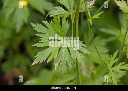 hohen Hahnenfuß, aufrechte Wiese Crowfoot (Ranunculus Acris), Blatt, Deutschland Stockfoto