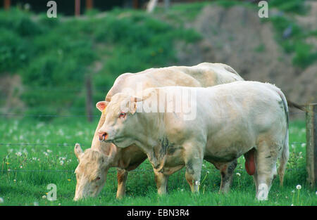 Hausrind (Bos Primigenius F. Taurus), zwei Stiere auf einer Weide, Spanien, Extremadura Stockfoto