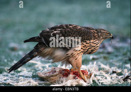 nördlichen Habicht (Accipiter Gentilis), juvenile mit Beute, Deutschland Stockfoto