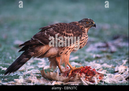 nördlichen Habicht (Accipiter Gentilis), juvenile mit Beute, Deutschland Stockfoto