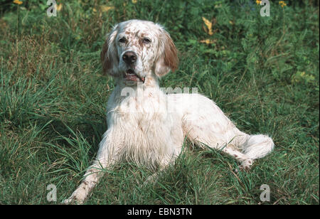 Englisch Setter (Canis Lupus F. Familiaris), zwei Jahre alt Männlich in einer Wiese liegen Stockfoto