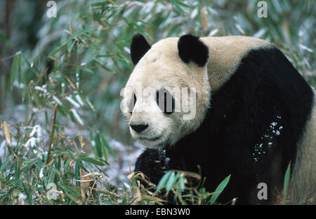 großer Panda (Ailuropoda Melanoleuca), im Winter, China Wolong-Tal Stockfoto