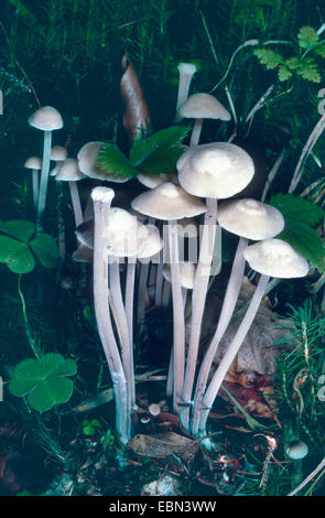 Gruppierten Toughshank (Collybia Confluens, Marasmius Confluens, Gymnopus Confluens), Fruchtkörper auf Wald Stock, Deutschland, Bayern Stockfoto