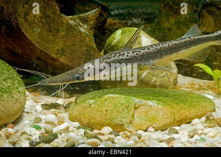 Cucharon, shovel-nosed Wels, Duckbill Wels (Sorubim Lima), Schwimmen Stockfoto