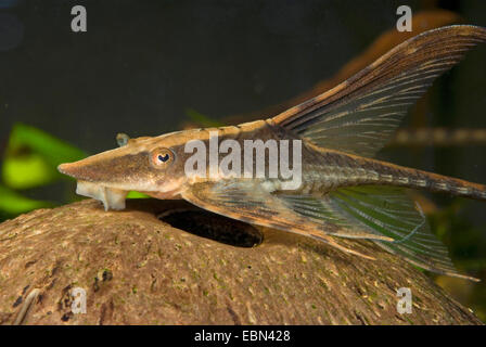 Panama Sturisoma, königliche Whiptail, royal Farowella (Sturisoma Panamense), auf dem Boden Stockfoto