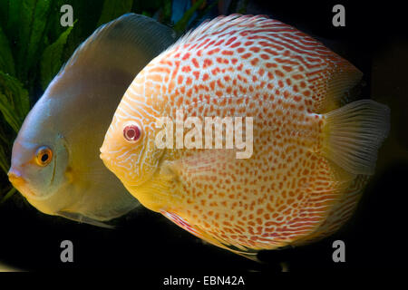 Blauer Diskus (Symphysodon Aequifasciatus), Albino White Ros zu züchten Stockfoto