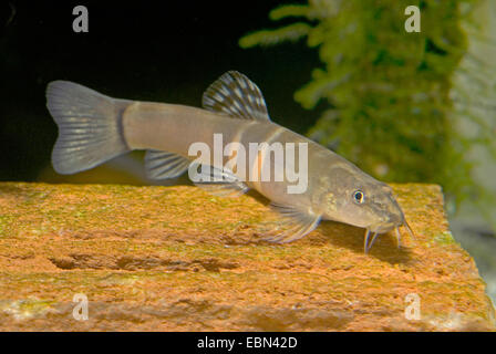 Sumu Schmerlen (Schistura Balteata), auf dem Boden Stockfoto