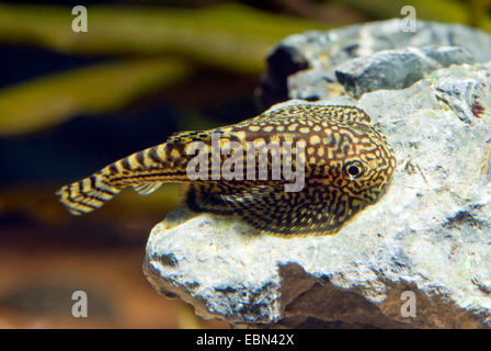 Gold Ring Butterfly Sucker, retikuliert Hillstream Loach, Tiger Hillstream Loach (Sewellia Lineolata, Balitora Lineolata), auf einem Stein Stockfoto