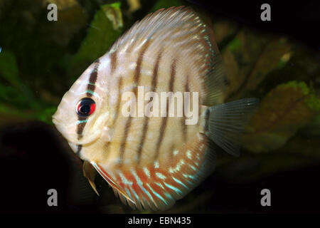 Diskus (Symphysodon Aequifasciatus) blau, rot-türkis zu züchten Stockfoto