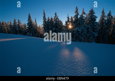 Sonnenuntergang hinter schneebedeckten Fichten in den Bayerischen Alpen, Deutschland, Bayern, Alpen Stockfoto