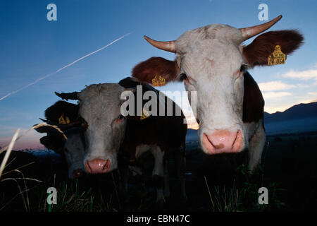 Hausrind (Bos Primigenius F. Taurus), drei neugierige Tiere, die auf der Suche nach der Kamera, Deutschland, Bayern Stockfoto