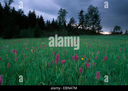 westlichen Knabenkraut (Dactylorhiza Majalis), am Moor Wiese im Frühling, Penzberg, Alpenvorland, Bayern, Deutschland Stockfoto