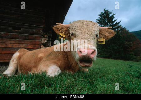 Hausrind (Bos Primigenius F. Taurus), Kalb mit Ohrmarke vor einer Almhütte in den Julischen Alpen in Slowenien, Triglav Nationalpark Stockfoto