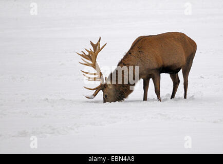 Rothirsch (Cervus Elaphus), Hirsch schnüffeln im Schnee, Deutschland Stockfoto