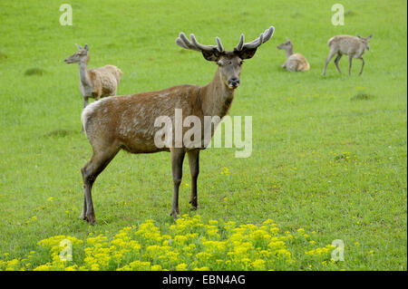 Rothirsch (Cervus Elaphus), Stier auf einer Wiese mit drei Hirschkühe im Hintergrund, Deutschland Stockfoto