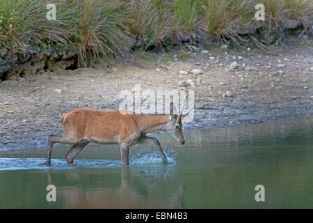 Rothirsch (Cervus Elaphus), überquerte junger Hirsch Teich, Deutschland, Schleswig-Holstein Stockfoto