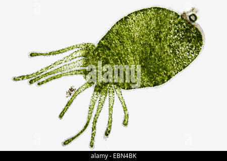 grüne Hydra (Chlorohydra Viridissima, Hydra Viridis), Ausschneiden Stockfoto