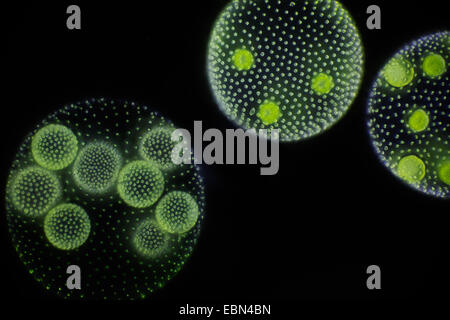 Volvox Aureus (Volvox Aureus) im Dunkelfeld Stockfoto