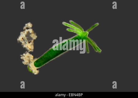 grüne Hydra (Chlorohydra Viridissima, Hydra Viridis) im Dunkelfeld Stockfoto