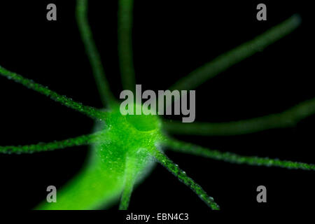 grüne Hydra (Chlorohydra Viridissima, Hydra Viridis) im Dunkelfeld Stockfoto