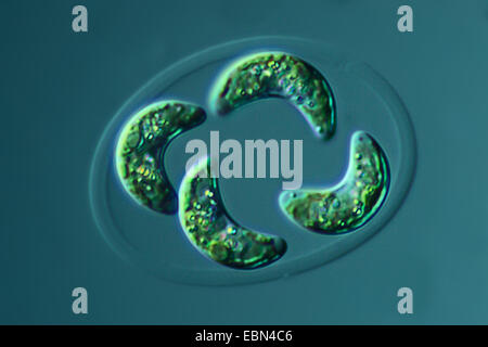 Grünalge in differential Interferenz-Kontrast Stockfoto