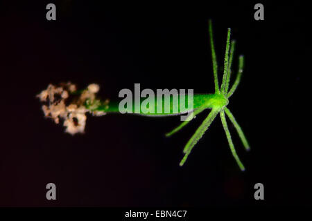 grüne Hydra (Chlorohydra Viridissima, Hydra Viridis) im Dunkelfeld Stockfoto