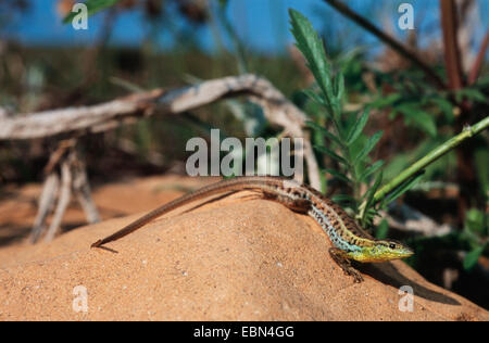 Europäische Schlange-eyed Lizard (Ophisops Elegans), Männlich, Griechenland, Limnos Stockfoto