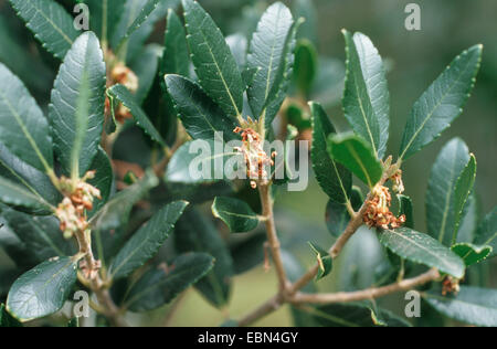 Falsche Oliven, Broad-Leaved Lindenbaum (Lindenbaum Latifolia), Zweige mit Knospen Stockfoto