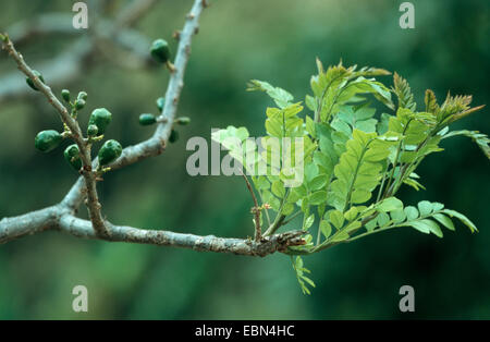Rotes Mombin, lila Mombin, Ciruela, Hog Pflaume, Jocote (Spondias Purpurea), Zweig mit Früchten und Sprossen Stockfoto